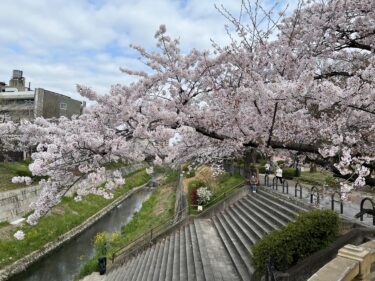 【子連れ名古屋周辺お出かけ】2022年山崎川の桜と名所「桜のトンネル」