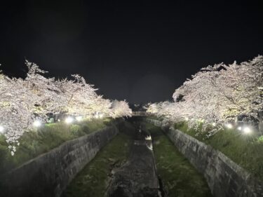 【子連れ名古屋周辺お出かけ】2023年山崎川の桜と夜桜のライトアップ