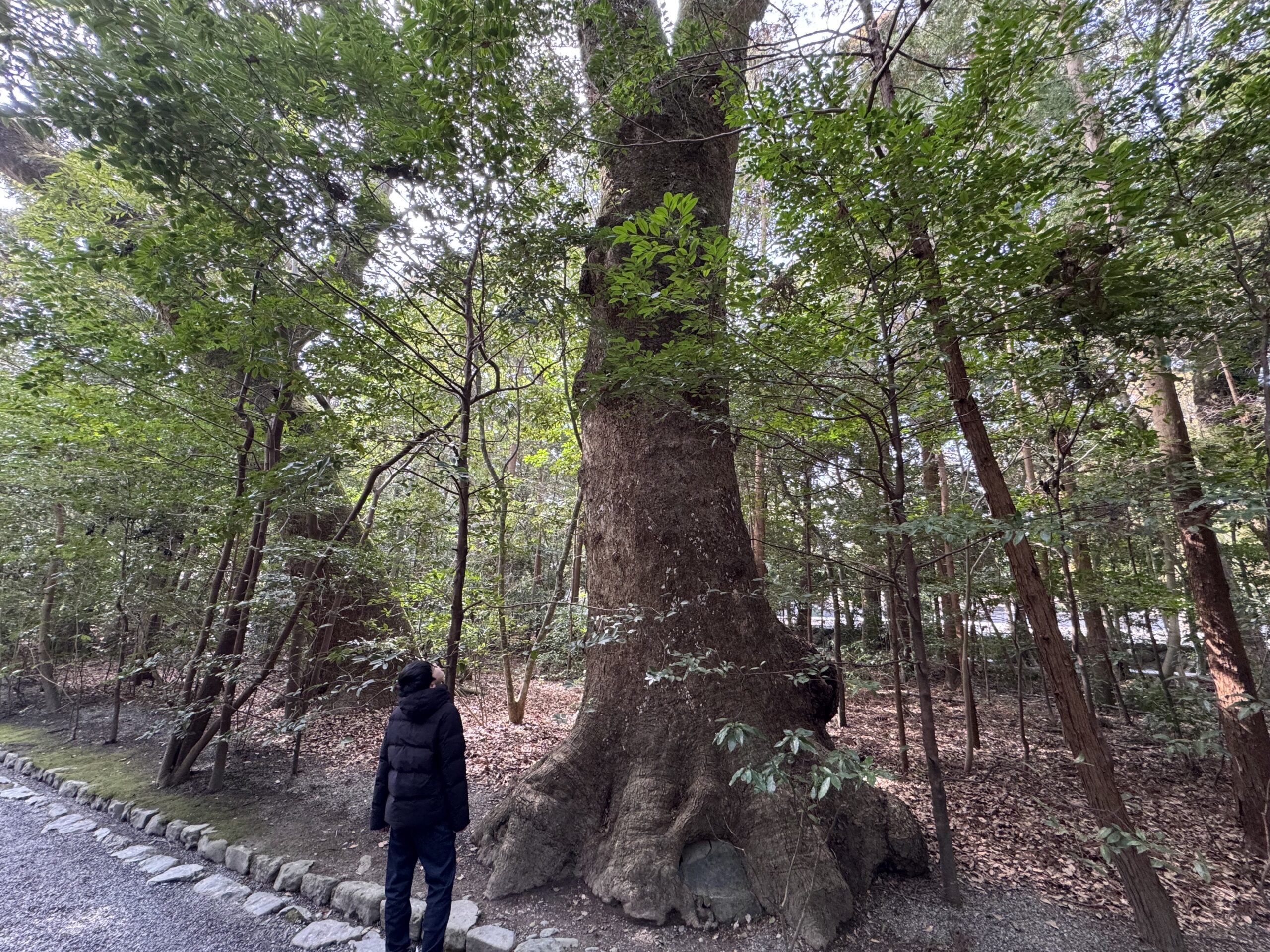 IMG_5578.jpeg IMG 5578