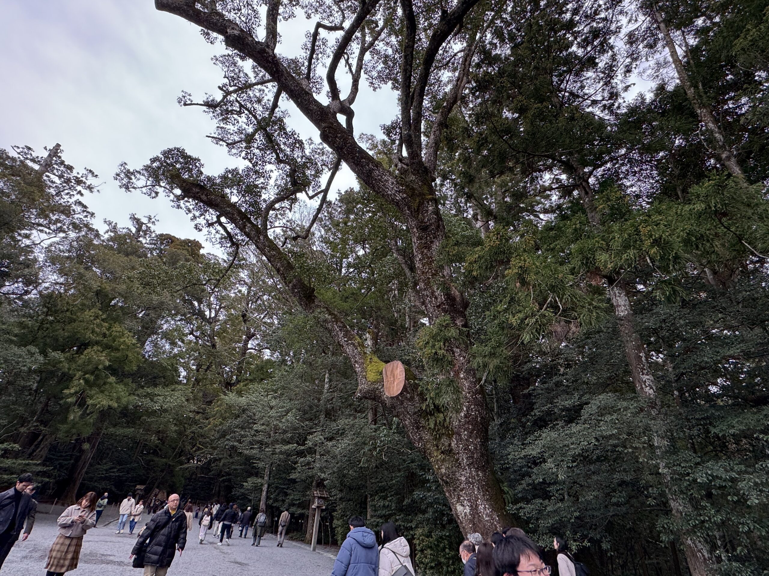 IMG_5620.jpeg IMG 5620